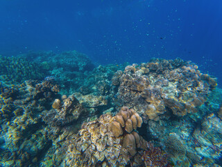 Fantastic sea life with striped sergeant major fish and corals in a natural habitat, beautiful...