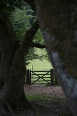 Hidden field gate on edge of woodland