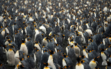 Antarctica view. Seascape and landscape of Antarctica. Glaciers and Southern Ocean