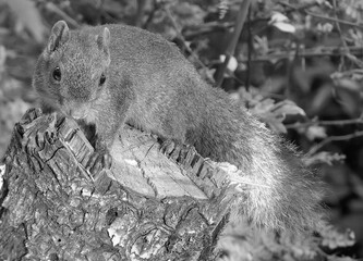 squirrel on the stamp in monochrome.  Detailed resolution of feather of squirrel
