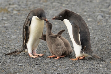 Antarctica view. Seascape and landscape of Antarctica. Glaciers and Southern Ocean