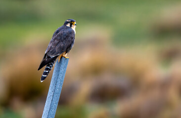 Grey Falcon (Falco femoralis) perched on a pole at the Equator