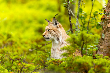 Lynx in Scandinavian forest surrounded by lush green vegetation