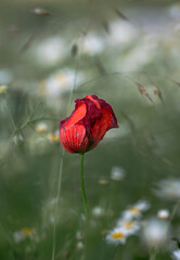red poppy flower