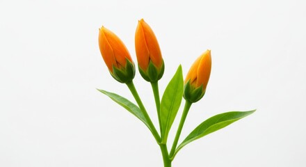 Orange Flower Buds Vibrant Spring Blossom on White Background