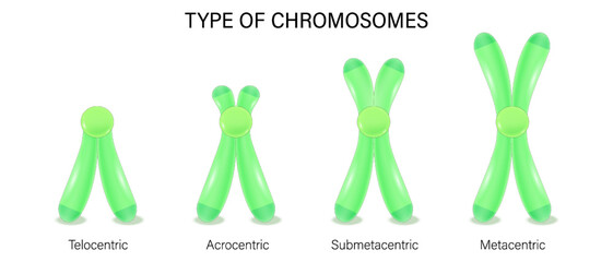 Structure of chromosome types vector. Metacentric, Submetacentric, Acrocentric, Telocentric. Classification of chromosomes to the position of centromere.