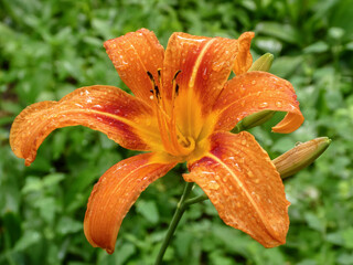 Vibrant Orange Daylily Blossom Adorned with Fresh Raindrops