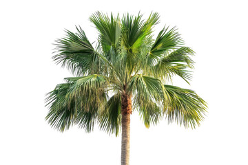 Obraz premium Tropical palm tree beauty lush fronds idyllic caribbean dream summertime sunset shadow island oasis