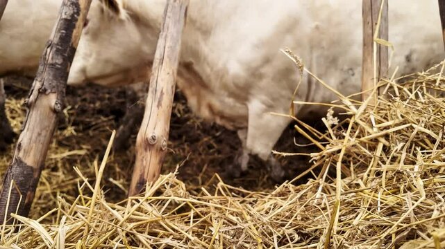 Close-Up of Charolais Cows Face &ndash; Gentle Expression of a Majestic Beef Breed.