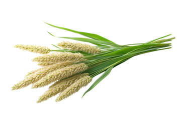 Isolated Timothy Grass Bouquet on Black Elegant Agricultural Photography Seed Head Grain Plant