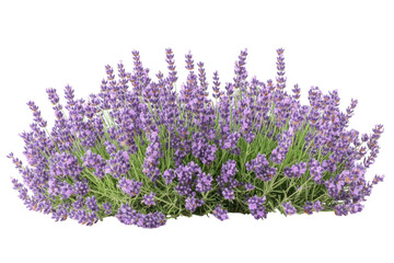 Elegant Lavender Bush with Purple Blooms Floral Scents Aromatherapy and Medicinal Herb Garden Plants