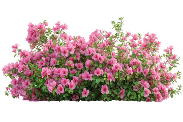 Pink Azalea Flowers Blooming Abundantly Shrub Blossom Garden Springtime Freshness Outdoors Nature