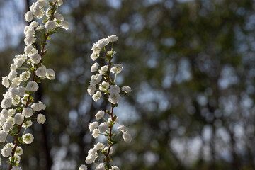 Blooming White Spiraea in Spring