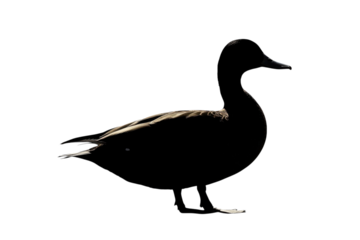 Dramatic Goose Portrait Striking Silhouette in Low Light Black Swan Waterfowl Ornithology Wildlife