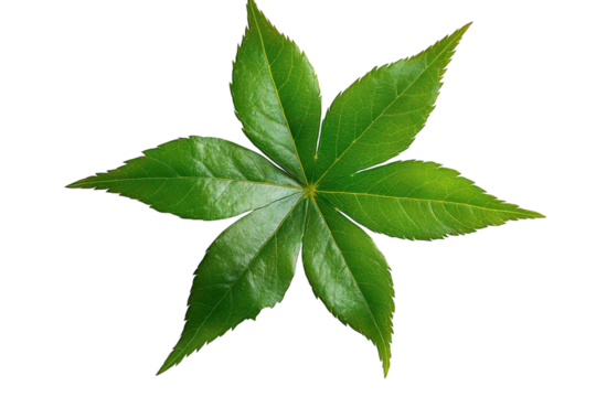 Emerald green Aralia leaf radiates botanical beauty on a stark black backdrop showcasing nature s