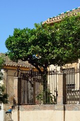 Orange tree in front of Santisimo Cristo de la Expiracion Church, Orgiva, Alpujarras of Granada,...