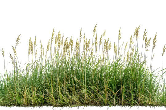 Grassland meadow flora blowing wild green nature background landscape blades stalks botanical calm