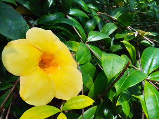 Bright yellow flower in full bloom highlighted against verdant foliage, capturing nature's beauty...