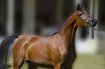 a beautiful Purebred Arabian Horse