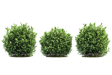 Fototapeta premium Three round bushes on black Green leaves garden design backyard landscaping nature scene flora