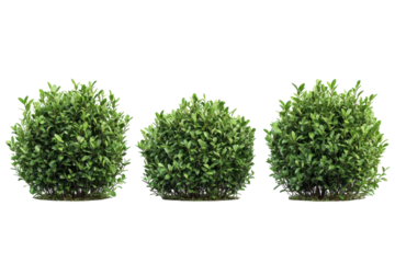 Three round bushes on black Green leaves garden design backyard landscaping nature scene flora