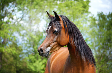 a beautiful Purebred Arabian Horse