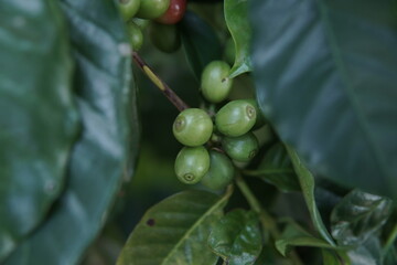Close-up shot of coffee cherries on a branch