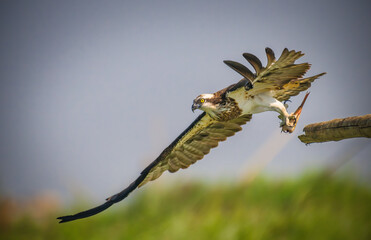 An osprey takes flight with a fresh catch in its talons, captured mid-motion against a soft blue sky and blurred green background