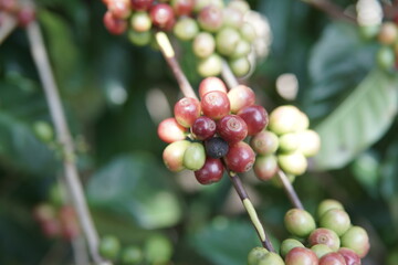 Close-up shot of coffee cherries on a branch