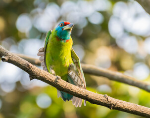 Blue-throated Barbet Spreading Wings on a Tree Branch in Natural Light