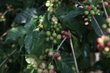 Close-up shot of coffee cherries on a branch