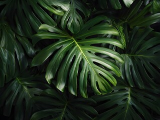 Fototapeta premium Lush tropical green leaves creating a dense and vibrant natural background, showcasing the beauty and diversity of tropical foliage in a rich, verdant setting