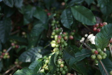 Close-up shot of coffee cherries on a branch