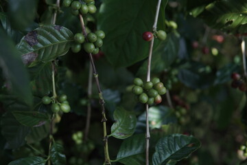 Close-up shot of coffee cherries on a branch