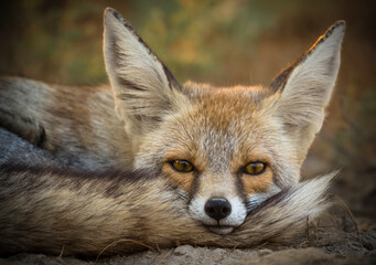 Close-up Portrait of an Indian Fox Resting in Natural Habitat