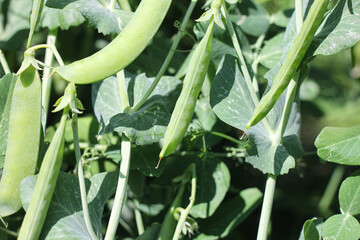 Natural peas in pod against background of green leaves in garden