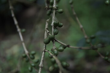 Close-up shot of coffee cherries on a branch