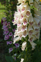 The Foxglove (Digitalis) plant blooming in a garden	
