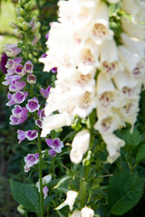 The Foxglove (Digitalis) plant blooming in a garden	
