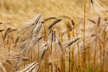 Golden wheat field and sunset sky, landscape of agricultural grain harvest in harvest season