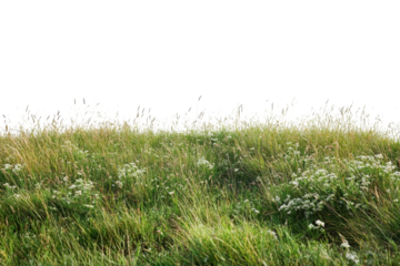 Meadow grasses wildflowers sunlit grasses natural landscape summer field rural scene outdoor nature