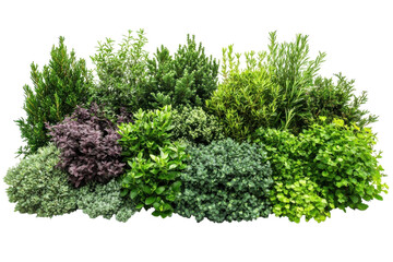 Obraz premium Green Bush Collection Isolated Garden Design Ideas Floral Design Outdoor Plants Nature Photography