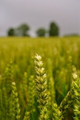 Heads of wheat ripening in field