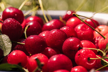 Freshly picked cherries with water droplets
