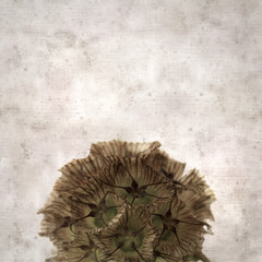 textured old paper background with seed head of Lomelosia stellata, paper moon