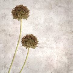 textured old paper background with seed head of Lomelosia stellata, paper moon