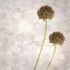 textured old paper background with seed head of Lomelosia stellata, paper moon