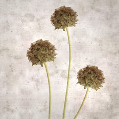 textured old paper background with seed head of Lomelosia stellata, paper moon