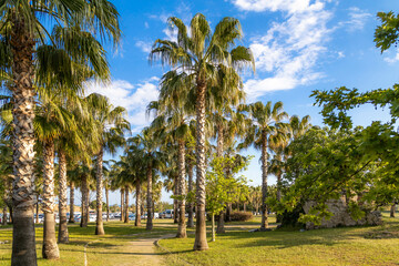 Fototapeta premium Sunny park path flanked by tall palms near Side's old town, with ancient ruins on lawn and parking area beyond. Mediterranean spring day, Turkey.