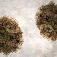 textured old paper background with seed head of Lomelosia stellata, paper moon